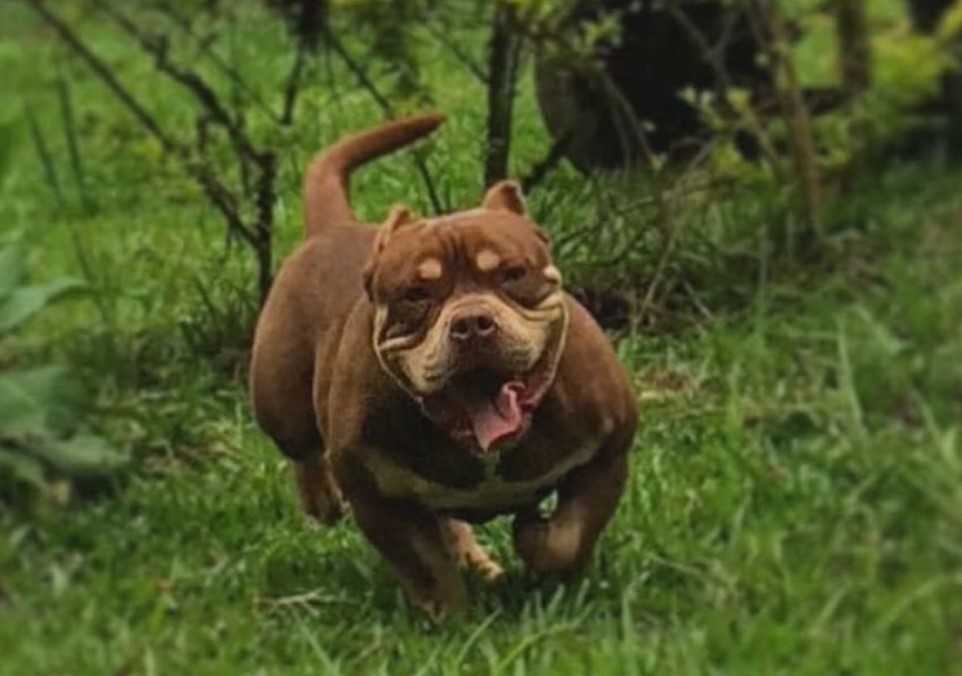 Exotic Bully Landing Hero Top Image