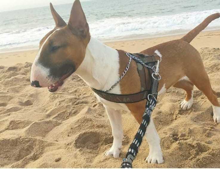 Bull Terrier Inglês Landing Hero Bottom Image