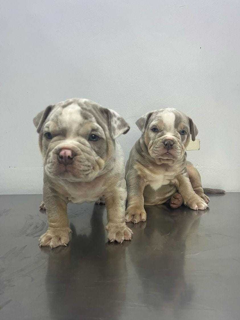 Exotic Bully Landing Hero Bottom Image