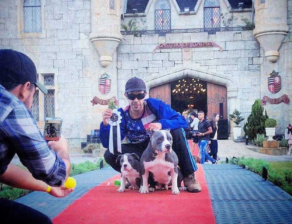 American Bully Landing Hero Bottom Image