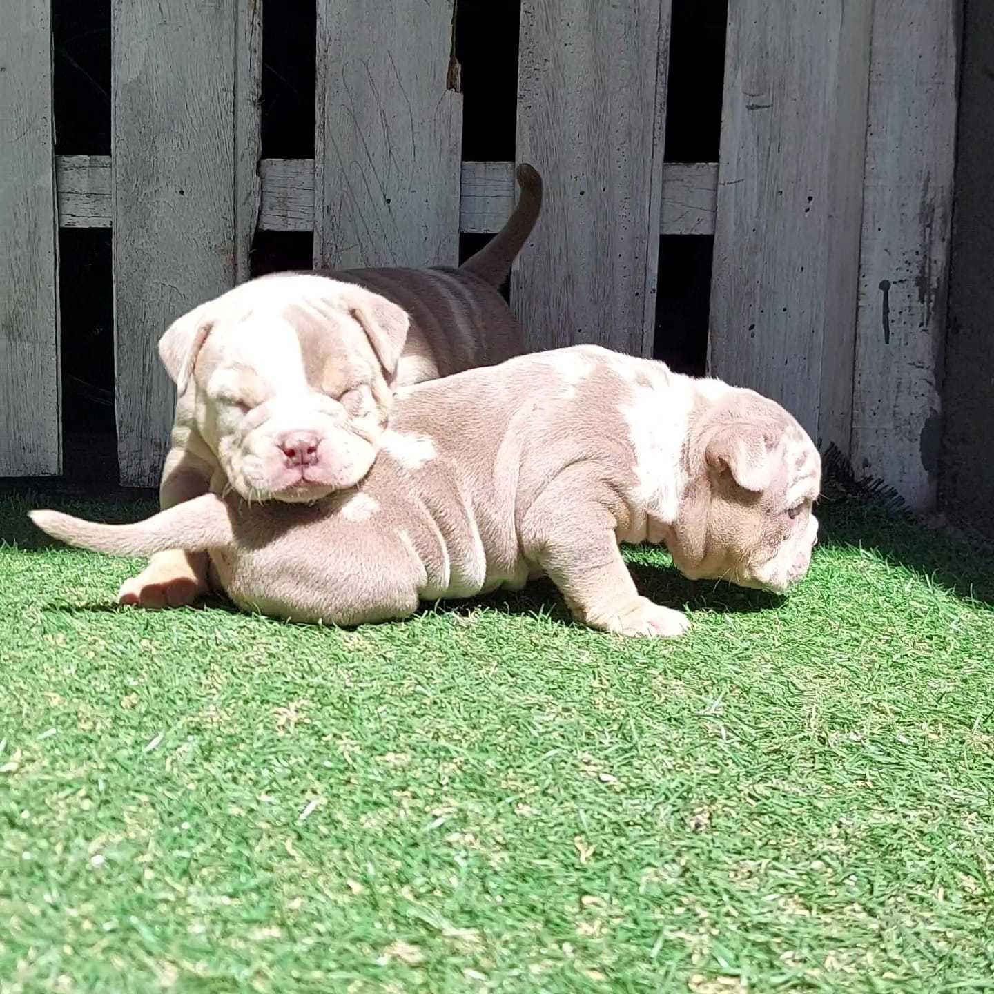 Exotic Bully Landing Image