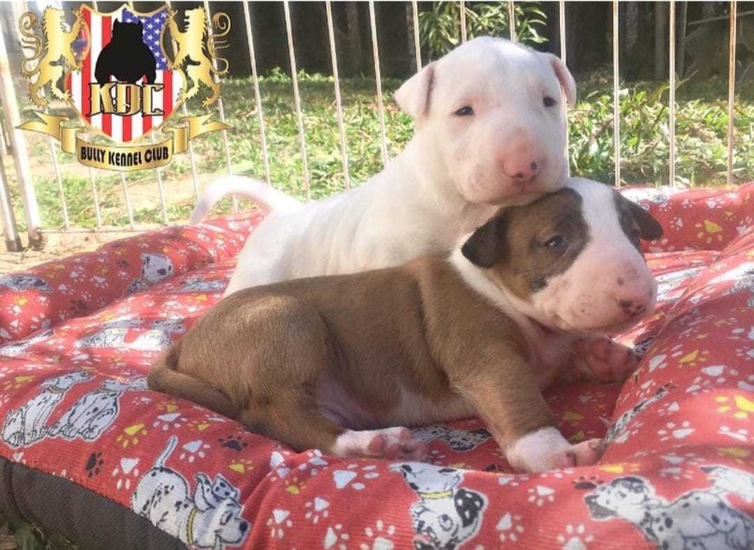Bull Terrier Inglês Landing Hero Top Image