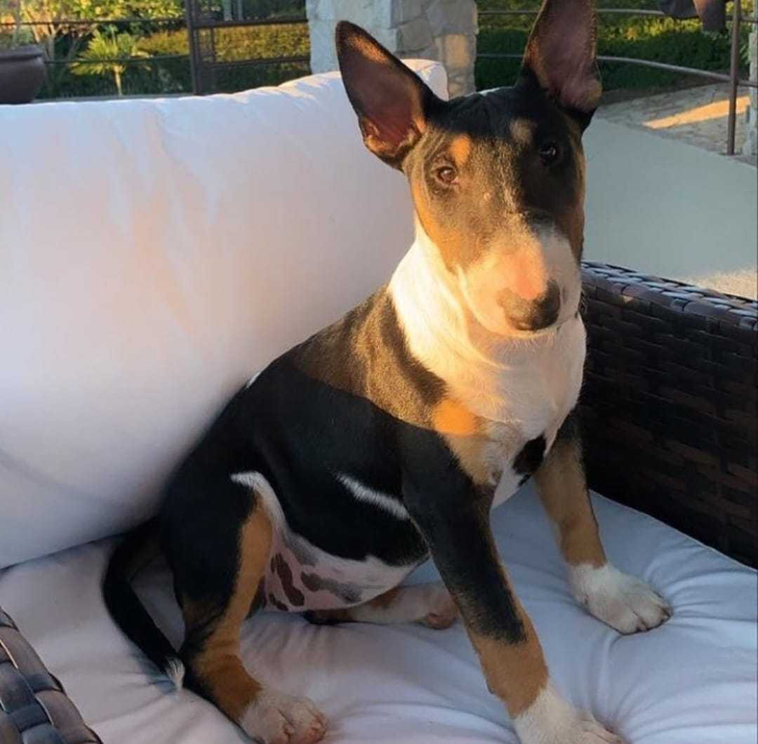 Bull Terrier Inglês Landing Image